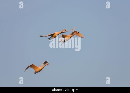 Cygnus columbianus de Bewick, groupe familial en vol, Welney, Norfolk, Royaume-Uni, février Banque D'Images