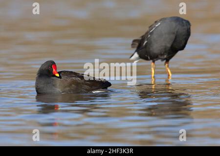 Maorque commun Gallinula chloropus, adulte avec facture ouverte, Slimbridge, Gloucestershire, Royaume-Uni, février Banque D'Images