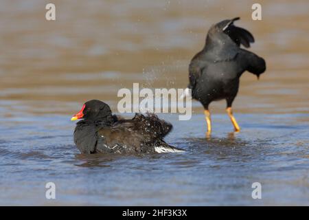 Maorque commun Gallinula chloropus, adulte avec facture ouverte, Slimbridge, Gloucestershire, Royaume-Uni, février Banque D'Images