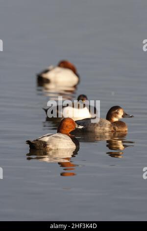 Verger commun Aythya ferina, adultes nageant, Slimbridge, Gloucestershire, Royaume-Uni,Février Banque D'Images