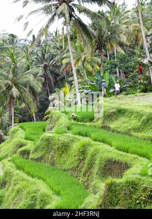 Rizières en terrasse à Tegallang à Ubud, Bali, Indonésie Banque D'Images