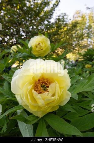 Pivoine d'arbre jaune - Paeonia High Noon Banque D'Images