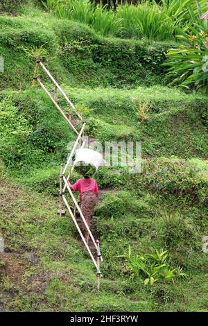 Une agricultrice travaillant dans les rizières en terrasse à Tegallang à Ubud, Bali, Indonésie Banque D'Images