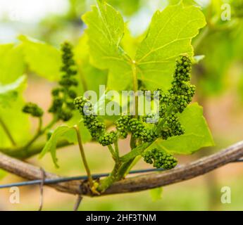 Petits raisins dans la vigne au printemps Banque D'Images