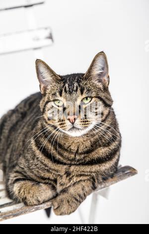 Chat mignon pose sur une vieille chaise blanche Banque D'Images