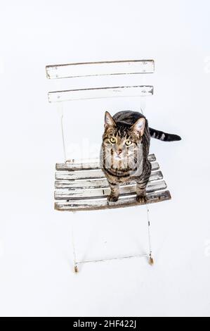 Chat mignon pose sur une vieille chaise blanche Banque D'Images