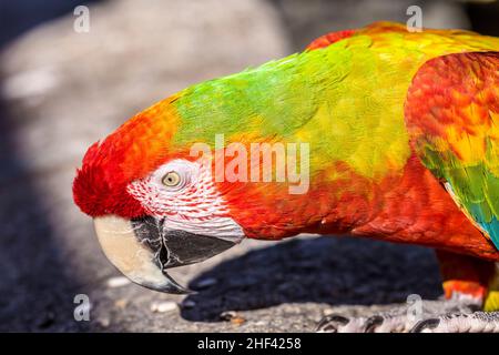 Macaw perché sur un vieux old stone Banque D'Images