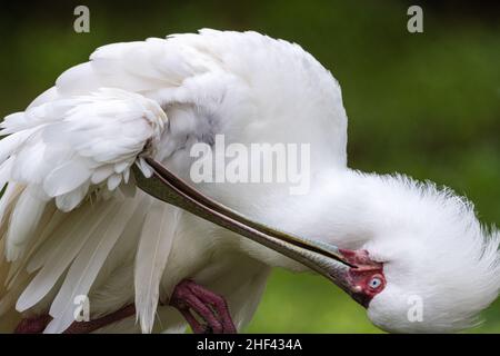 Le saboton africain (Platalea alba) se prêtant au River Valley Aviary au zoo et jardins de Jacksonville, en Floride.(ÉTATS-UNIS) Banque D'Images