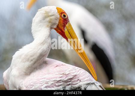 Cigogne à bec jaune coy (Mycteria ibis) dans le River Valley Aviary au zoo et jardins de Jacksonville, Floride.(ÉTATS-UNIS) Banque D'Images