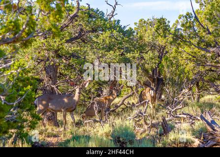 Cerfs dans la lumière du matin dans les forêts du parc national du Grand Canyon Banque D'Images