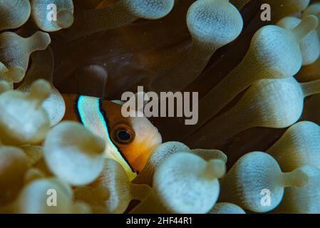 Clarki Anemonefish Amphiprion clarkii, Dauin (Philippines) Banque D'Images