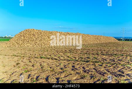 Acres avec des betteraves à sucre après la récolte en lumière dorée et beau paysage Banque D'Images