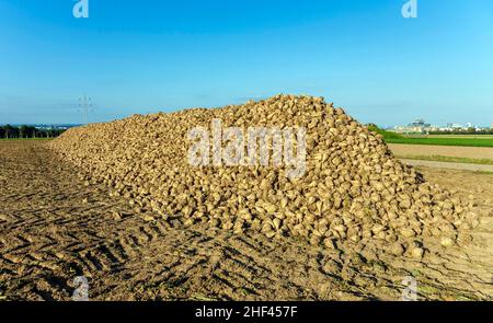 Acres avec des betteraves à sucre après la récolte en lumière dorée et beau paysage Banque D'Images