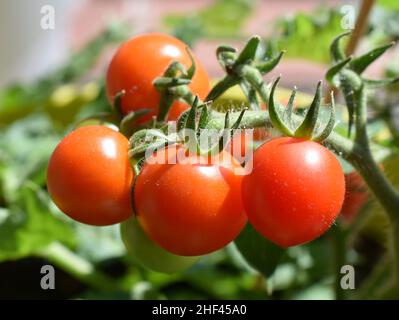 Tomates rouges mûres accrochées à une branche de tomate sur la plante de tomate Solanum lycopersicum Banque D'Images