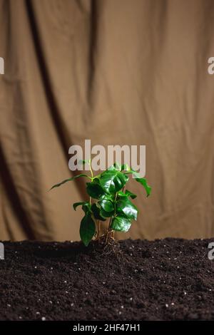 La plante pousse du sol sur le fond de tissu beige Banque D'Images