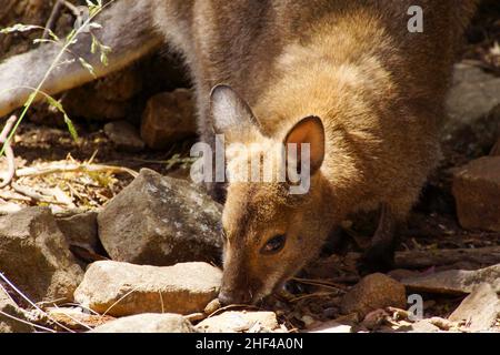 Wallaby à col rouge (Notamacropus rufogriseus), Tasmanie, Australie Banque D'Images