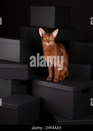 Un chat abyssinien ludique assis sur des boîtes noires dans un cadre de studio, affichant élégance et curiosité dans un environnement propre et moderne. Banque D'Images