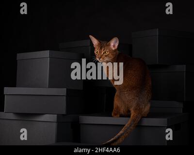 Un chat abyssinien ludique assis sur des boîtes noires dans un cadre de studio, affichant élégance et curiosité dans un environnement propre et moderne. Banque D'Images