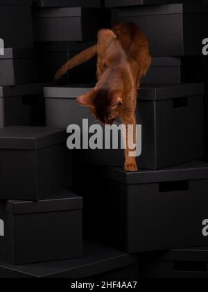 Un chat abyssinien ludique assis sur des boîtes noires dans un cadre de studio, affichant élégance et curiosité dans un environnement propre et moderne. Banque D'Images