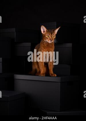 Un chat abyssinien ludique assis sur des boîtes noires dans un cadre de studio, affichant élégance et curiosité dans un environnement propre et moderne. Banque D'Images