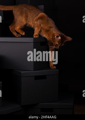 Un chat abyssinien ludique assis sur des boîtes noires dans un cadre de studio, affichant élégance et curiosité dans un environnement propre et moderne. Banque D'Images