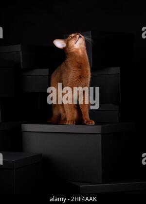 Un chat abyssinien ludique assis sur des boîtes noires dans un cadre de studio, affichant élégance et curiosité dans un environnement propre et moderne. Banque D'Images
