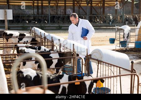 vétérinaire contre le fond de vaches en décrochage Banque D'Images