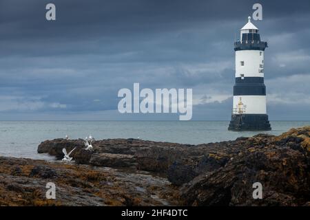 Penmon point Lighthouse Isle of Anglesey, pays de Galles, Royaume-Uni Banque D'Images