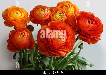 gros plan d'un magnifique bouquet de ranunculus orange, vue latérale Banque D'Images