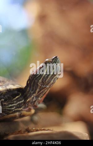 Super mignon tortue peinte rampant autour de son habitat naturel. Banque D'Images