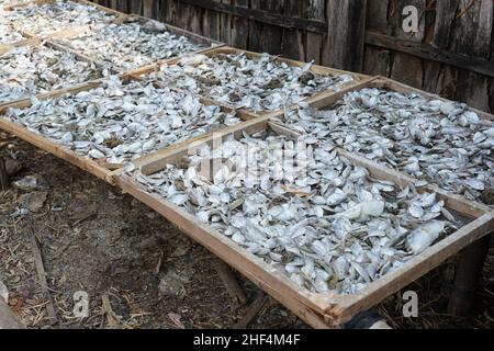 Poissons salés capturés par les pêcheurs locaux qui sont séchés au soleil pour qu'ils soient durables et peuvent durer longtemps, pas pourrir.Saler et sécher est Banque D'Images