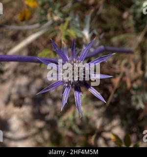 Flore de Cantabrie - têtes de fleurs bleues d'Eryngium bourgatii, houx méditerranéen Banque D'Images