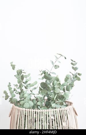 Branches d'eucalyptus dans un panier en bois isolé sur fond blanc avec espace de copie; décoration minimaliste moderne; carte Banque D'Images