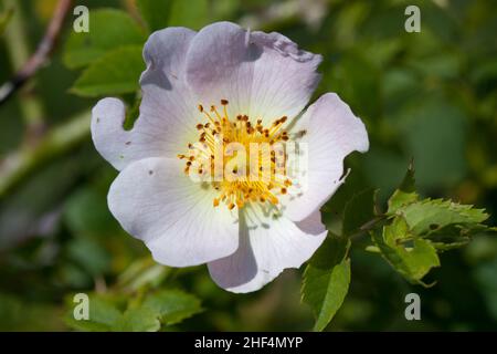 Vue de dessus d'une rose de Burnett, fleur blanche rose avec étamines jaunes Banque D'Images