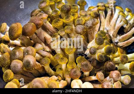 Gros plan sur les champignons de forêt comestibles frais récoltés Banque D'Images