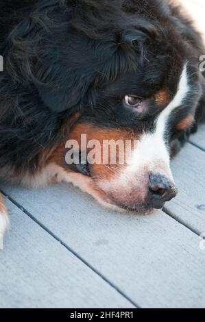 Chien de montagne bernois posé sur la terrasse Banque D'Images