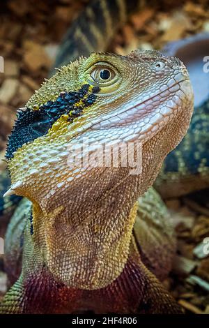 Portrait du Dragon des eaux de l'est australien (Intellagama lesueurii) Banque D'Images