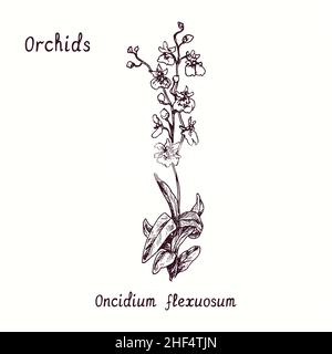 Collection de fleurs d'orchidées Oncidium flexuosum.Dessin d'une boisée noire et blanche avec inscription. Banque D'Images