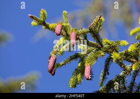 Fichte, Zapfen, Fichtenzapfen, Fichten-Zapfen, Fichten,Gewöhnliche Fichte, Rotfichte, Picea abies, Epicéa,Epicéa, Bois de Norvège, Banque D'Images