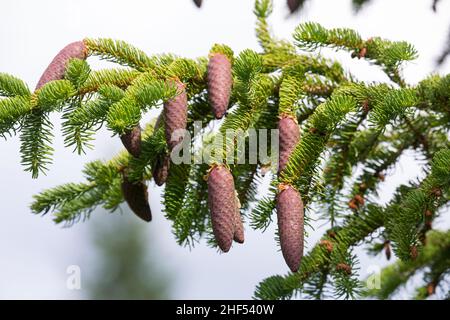 Fichte, Zapfen, Fichtenzapfen, Fichten-Zapfen, Fichten,Gewöhnliche Fichte, Rotfichte, Picea abies, Epicéa,Epicéa, Bois de Norvège, Banque D'Images