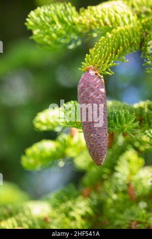 Fichte, Zapfen, Fichtenzapfen, Fichten-Zapfen, Harz,Zapfenharz, Zapfen-Harz, Harzige Zapfen, Fichten, Gewöhnliche Fichte,Rot-Fichte, Rotfichte, Pice Banque D'Images