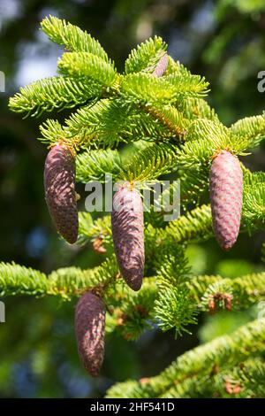 Fichte, Zapfen, Fichtenzapfen, Fichten-Zapfen, Harz,Zapfenharz, Zapfen-Harz, Harzige Zapfen, Fichten, Gewöhnliche Fichte,Rot-Fichte, Rotfichte, Pice Banque D'Images