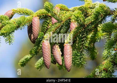 Fichte, Zapfen, Fichtenzapfen, Fichten-Zapfen, Harz,Zapfenharz, Zapfen-Harz, Harzige Zapfen, Fichten, Gewöhnliche Fichte,Rot-Fichte, Rotfichte, Pice Banque D'Images