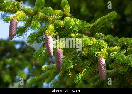 Fichte, Zapfen, Fichtenzapfen, Fichten-Zapfen, Harz,Zapfenharz, Zapfen-Harz, Harzige Zapfen, Fichten, Gewöhnliche Fichte,Rot-Fichte, Rotfichte, Pice Banque D'Images
