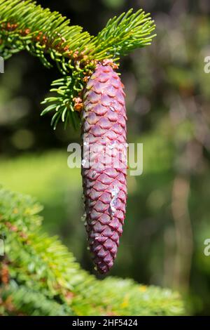 Fichte, Zapfen, Fichtenzapfen, Fichten-Zapfen, Harz,Zapfenharz, Zapfen-Harz, Harzige Zapfen, Fichten, Gewöhnliche Fichte,Rot-Fichte, Rotfichte, Pice Banque D'Images