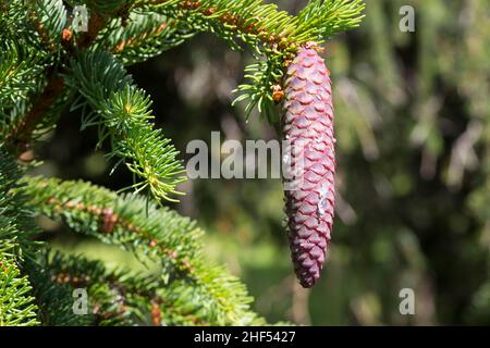 Fichte, Zapfen, Fichtenzapfen, Fichten-Zapfen, Harz,Zapfenharz, Zapfen-Harz, Harzige Zapfen, Fichten, Gewöhnliche Fichte,Rot-Fichte, Rotfichte, Pice Banque D'Images
