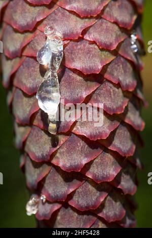 Fichte, Zapfen, Fichtenzapfen, Fichten-Zapfen, Harz,Zapfenharz, Zapfen-Harz, Harzige Zapfen, Fichten, Gewöhnliche Fichte,Rot-Fichte, Rotfichte, Pice Banque D'Images