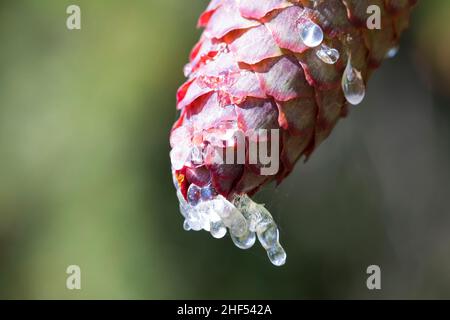 Fichte, Zapfen, Fichtenzapfen, Fichten-Zapfen, Harz,Zapfenharz, Zapfen-Harz, Harzige Zapfen, Fichten, Gewöhnliche Fichte,Rot-Fichte, Rotfichte, Pice Banque D'Images