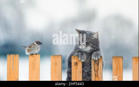 drôle de chat de chasseur rayé est assis sur une clôture et regarde un oiseau assis Banque D'Images