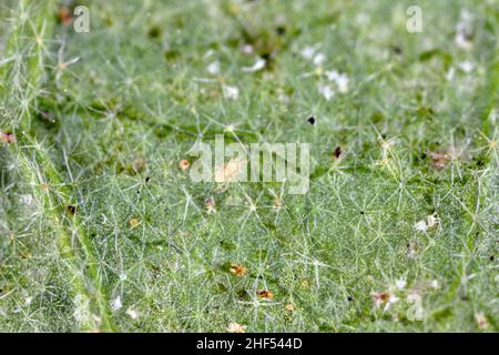 Tétranychus urticaire à deux points sur le dessous de la feuille.C'est un ravageur dangereux des plantes. Banque D'Images